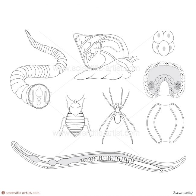 Protostome Animals