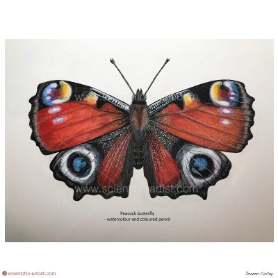 Peacock butterfly in watercolour