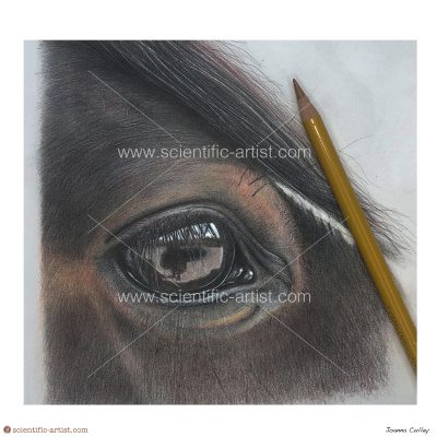 Horse eye in colour pencil